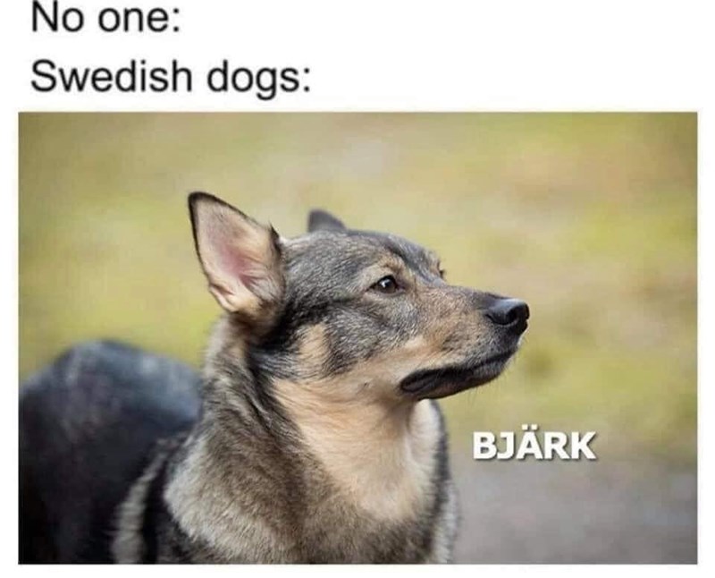 no-one-swedish-dogs-bj%C3%A4rk