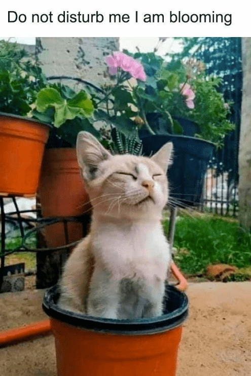 do-not-disturb-am-blooming