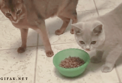 funny-gif-of-a-cat-hogging-all-the-cat-food