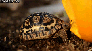 little-turtle-helps-carve-a-pumpkin
