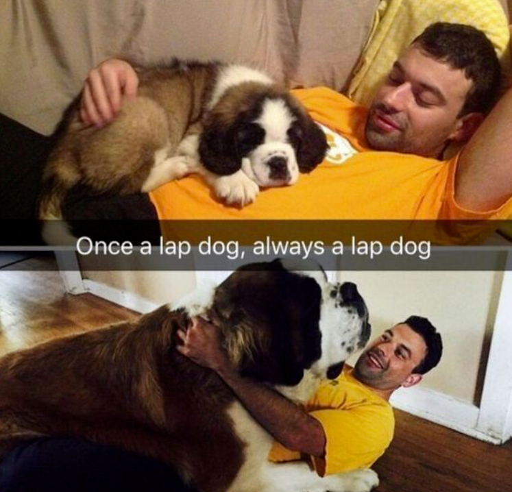 once-lap-dog-always-lap-dog