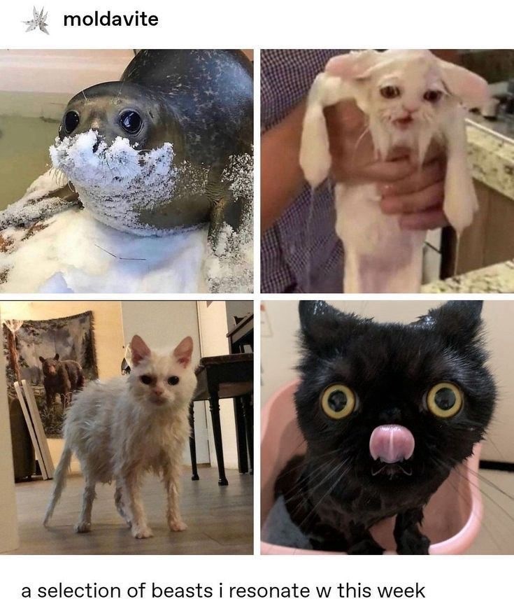 moldavite-selection-beasts-resonate-w-this-week