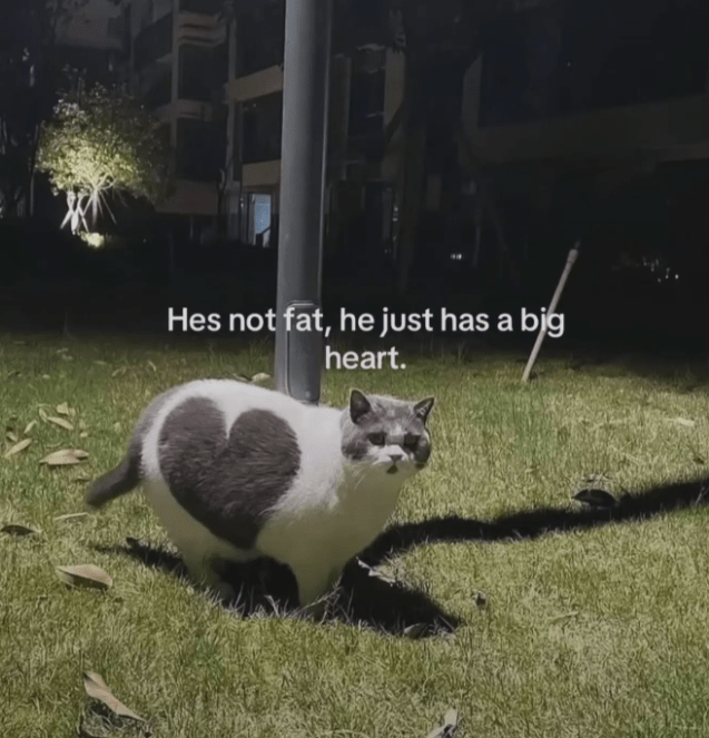 hes-not-fat-he-just-has-big-heart