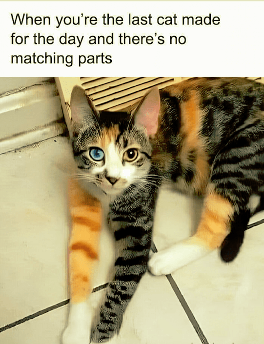last-cat-made-day-and-theres-no-matching-parts