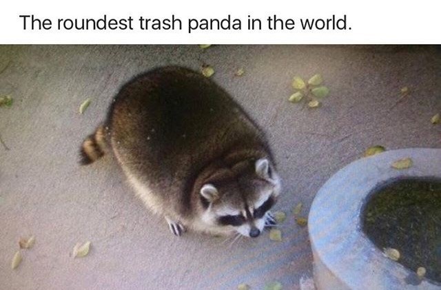 roundest-trash-panda-world