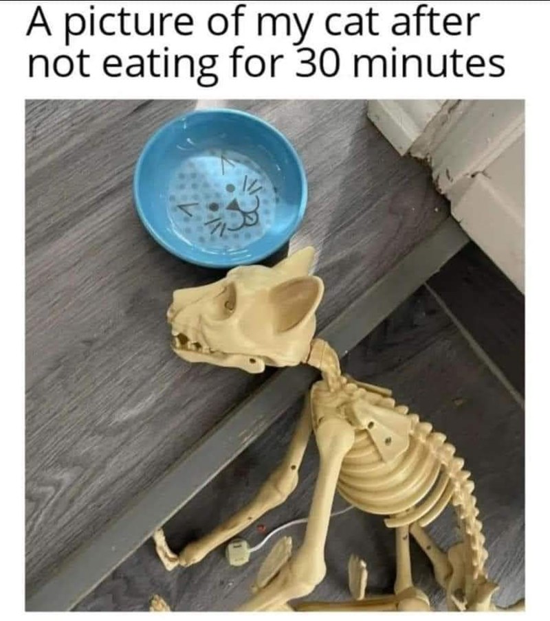 picture-my-cat-after-not-eating-30-minutes