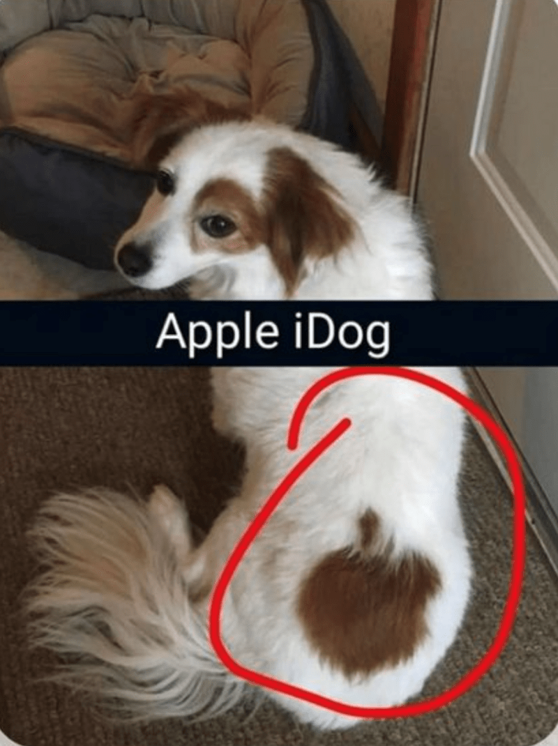 apple-idog