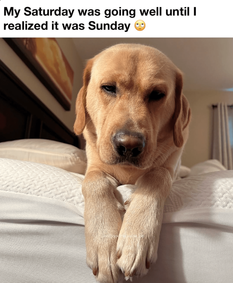 my-saturday-going-well-until-realized-sunday