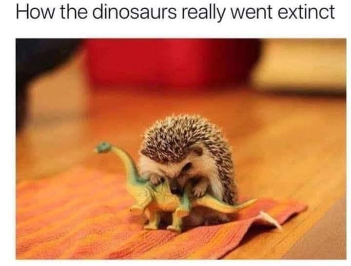 hedgehog-dinosaurs-really-went-extinct