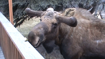 moose-gets-apple-treat