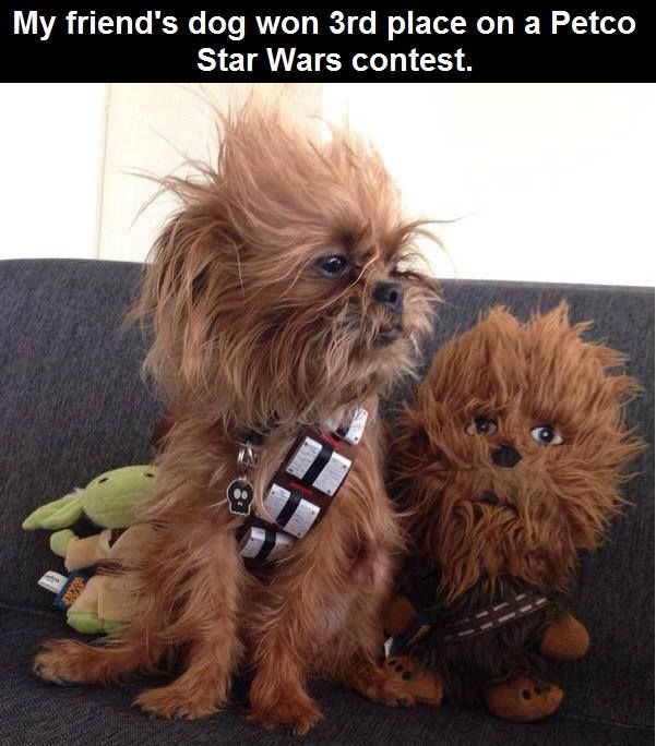 173824-Star-Wars-Dog.jpg