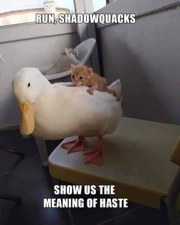 run-shadowquacks-show-us-meaning-haste
