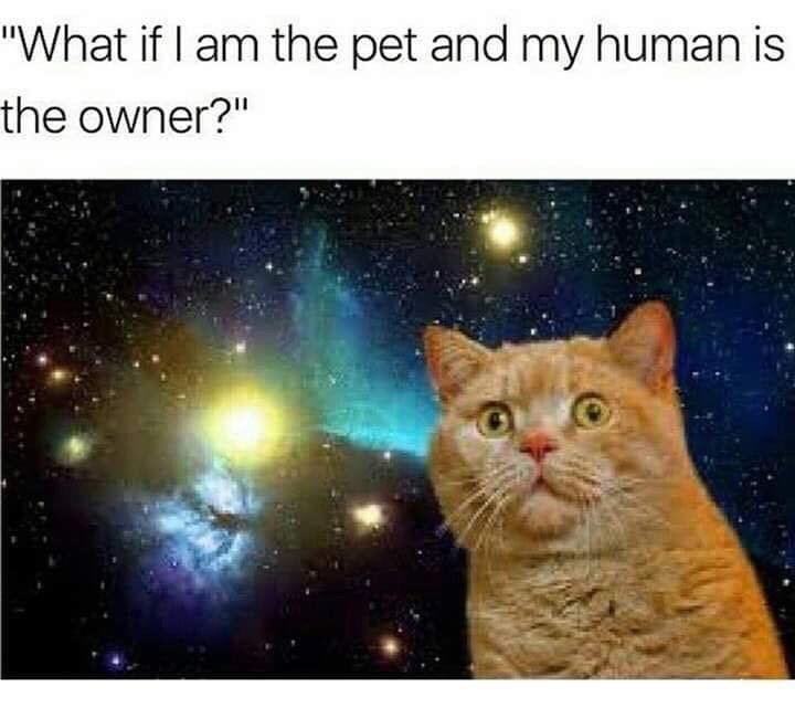 if-am-pet-and-my-human-is-owner