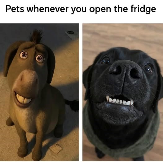 pets-whenever-open-fridge