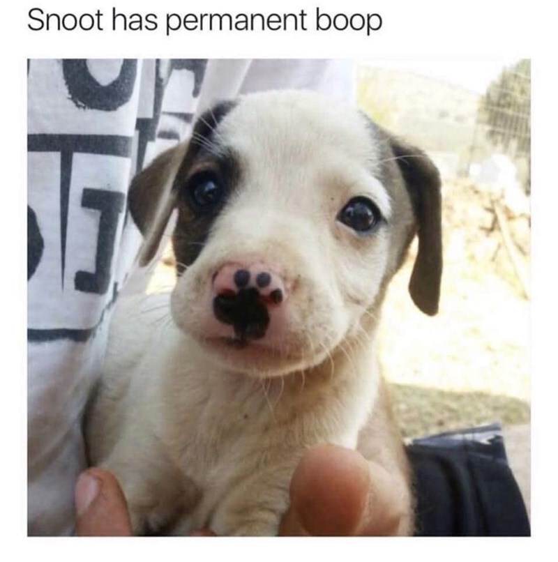 snoot-has-permanent-boop
