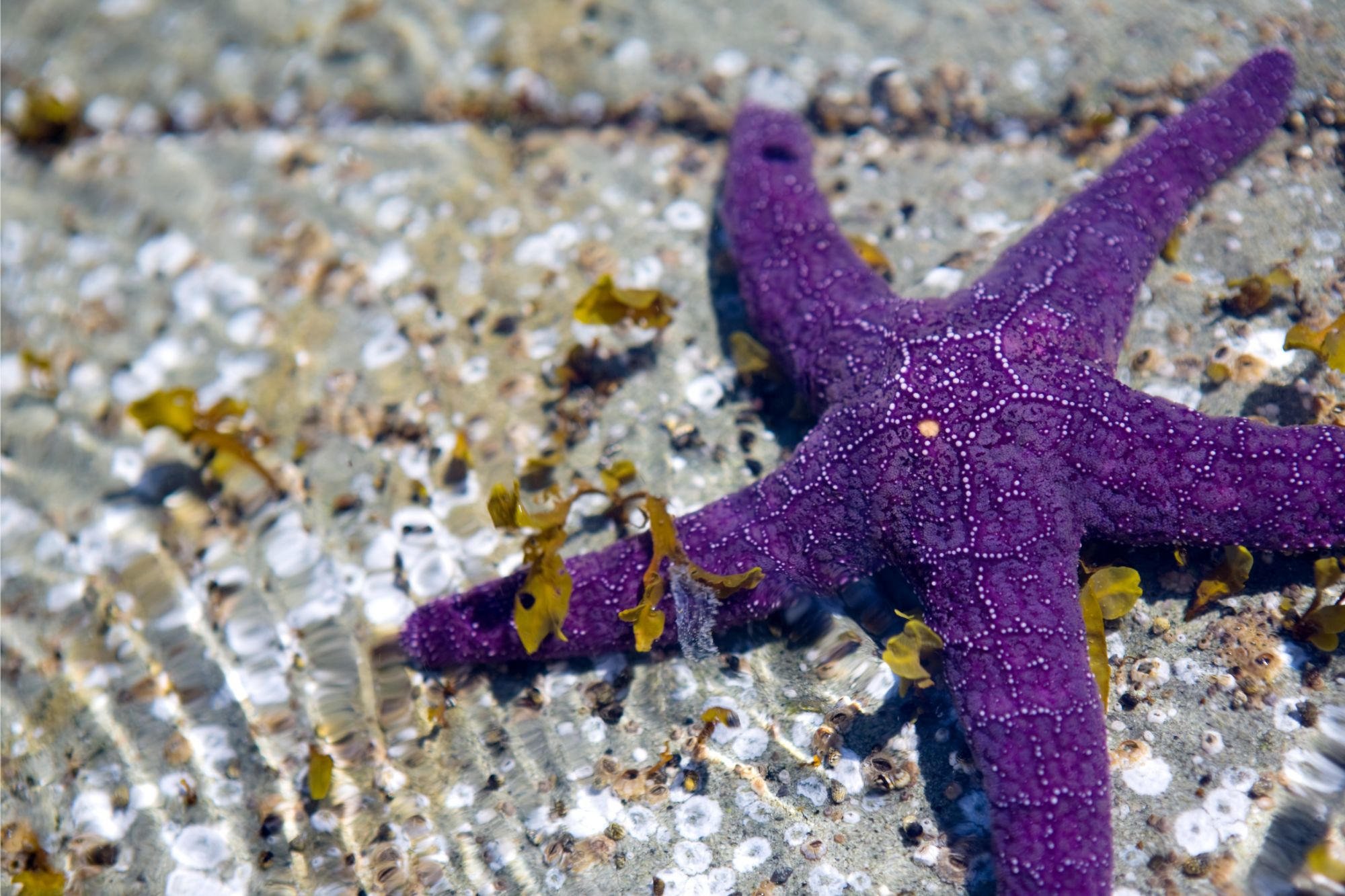 Purple-Starfish.jpg
