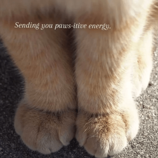 sending-paws-itive-energy