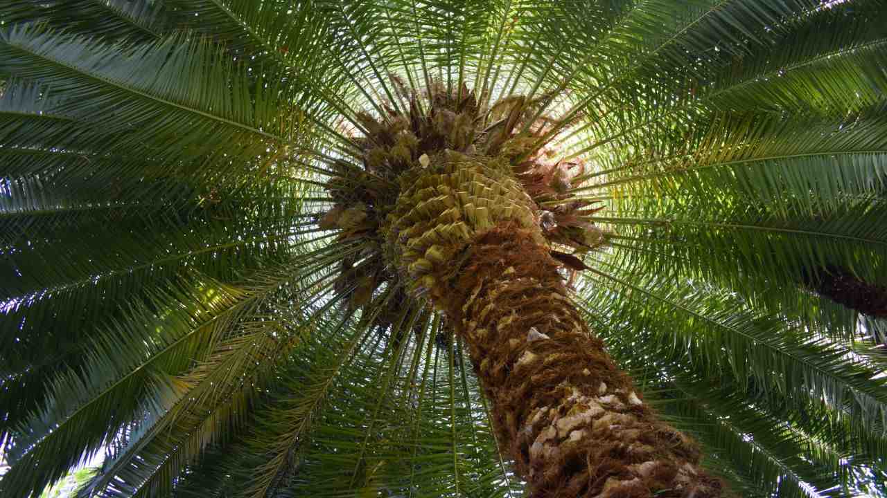 True-Date-Palm.jpg