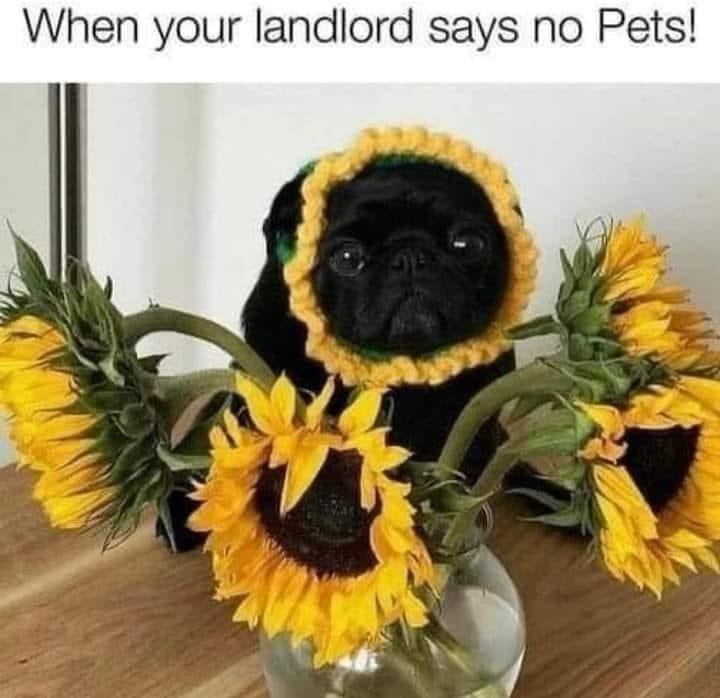 landlord-says-no-pets