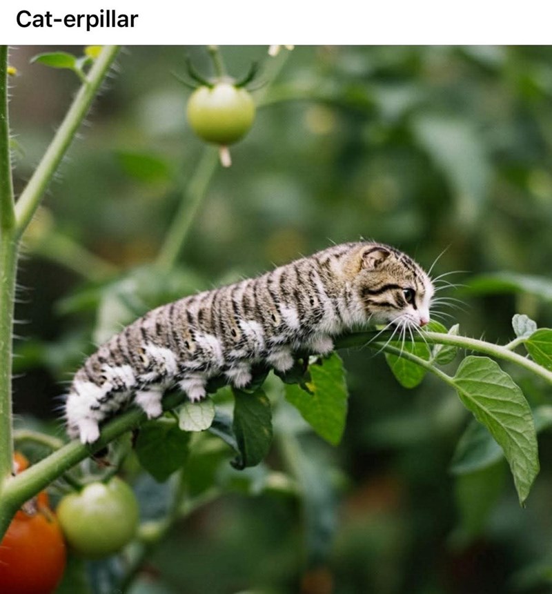 cat-erpillar