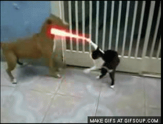 193700-Cat-Vs.-Dog-Star-War.gif