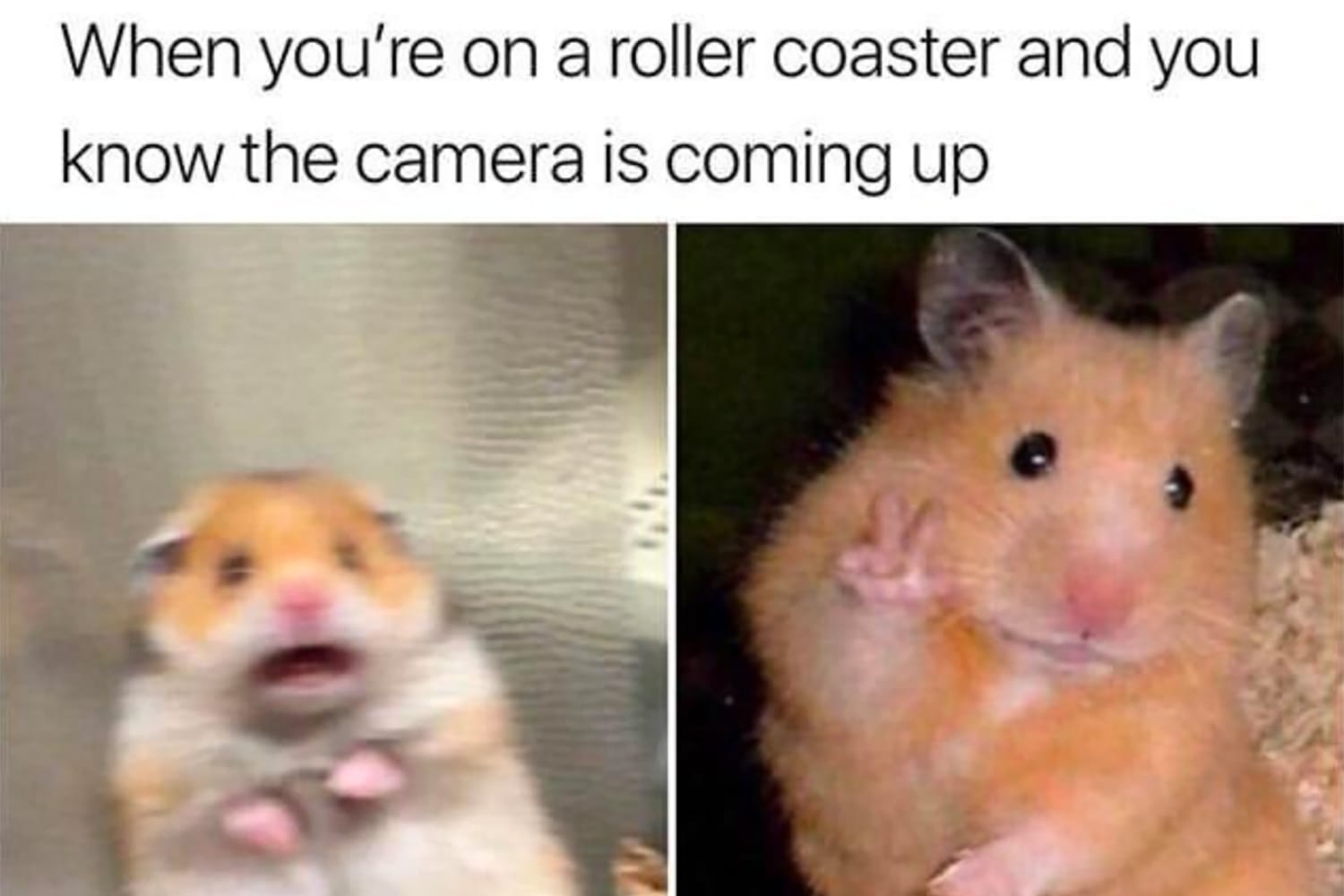 Hamster-Memes.jpg