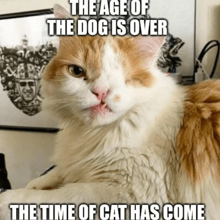 age-dog-is-over-time-cat-has-come