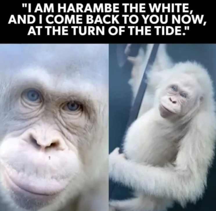 am-harambe-white-and-come-back-now-at-turn-tide
