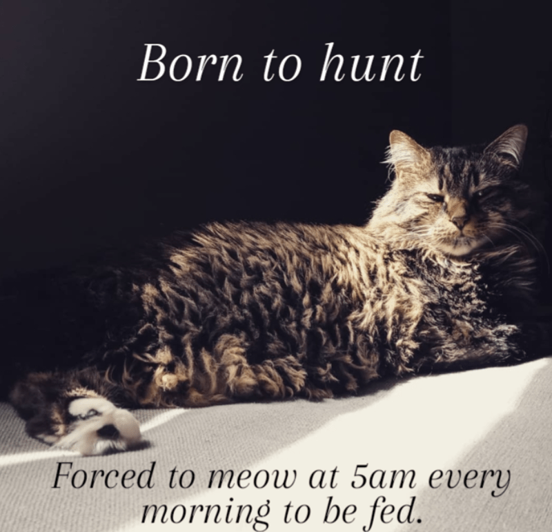 born-hunt-forced-meow-at-5am-every-morning-be-fed