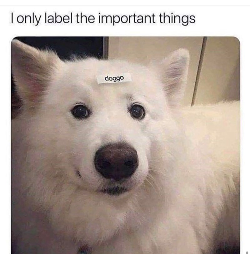 only-label-important-things-doggo