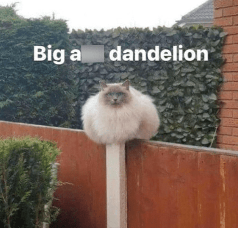 big-dandelion