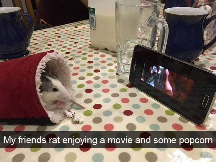 0-my-friends-rat-enjoying-movie-and-some-popcorn