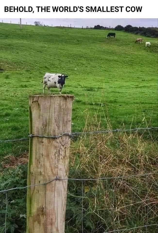 behold-worlds-smallest-cow