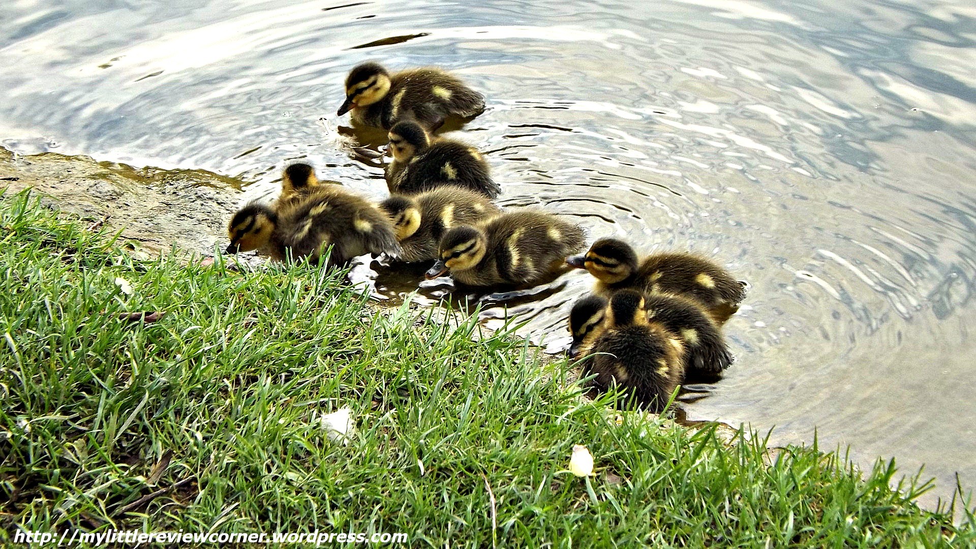 adorable-baby-ducks.jpg