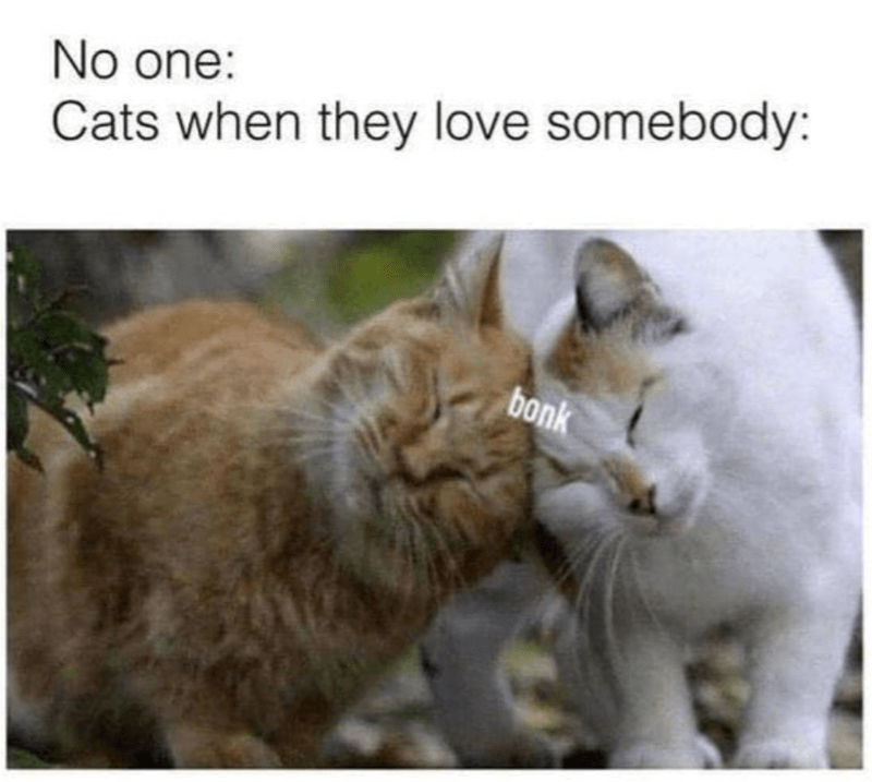 no-one-cats-they-love-somebody-bonk