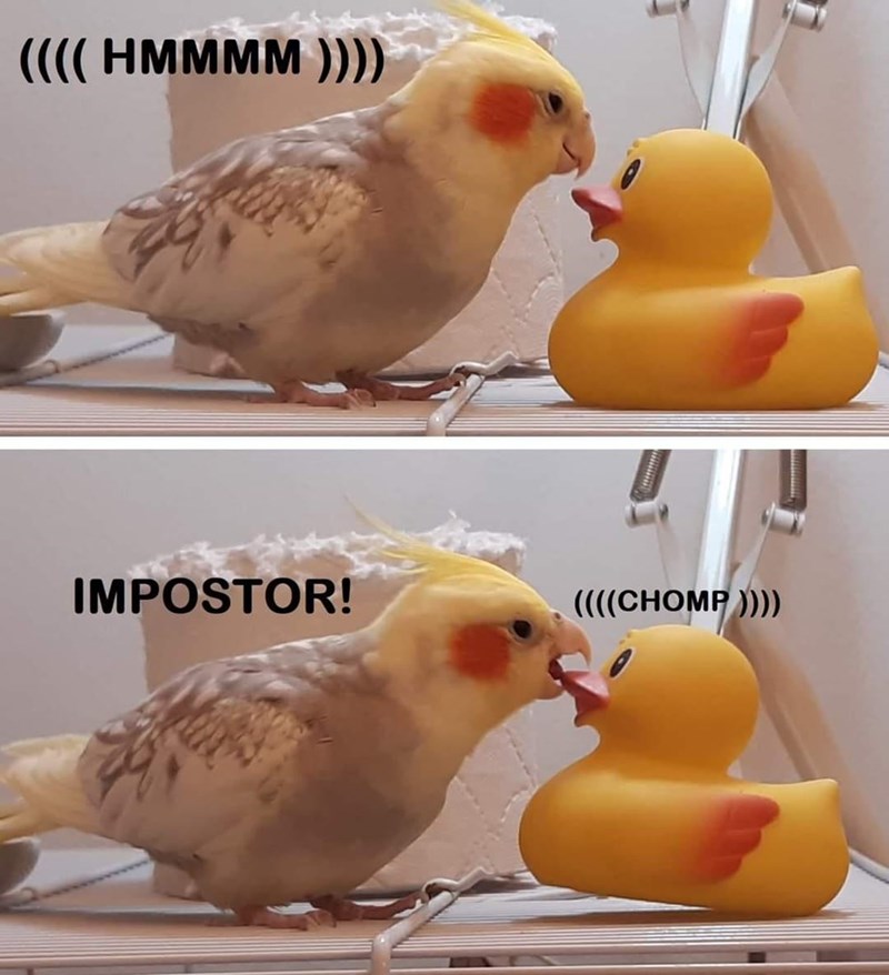 hmmmm-impostor-chomp