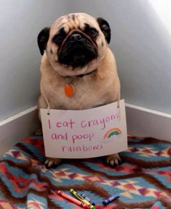 161155-8.21.14-Best-Dog-Shaming-Photos13.jpg