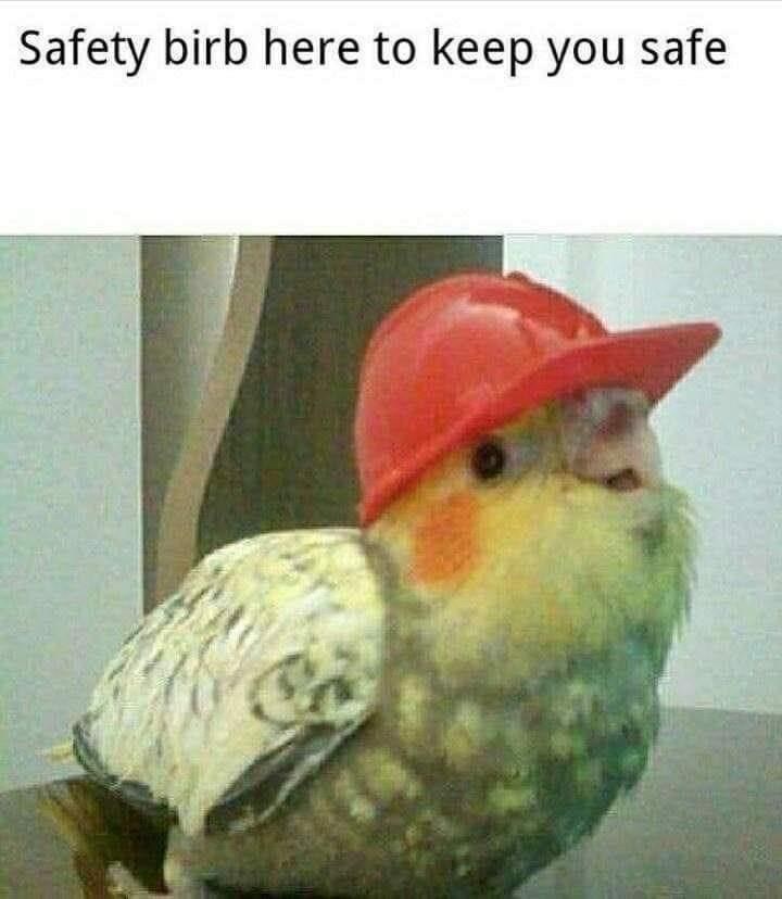safety-birb-here-keep-safe