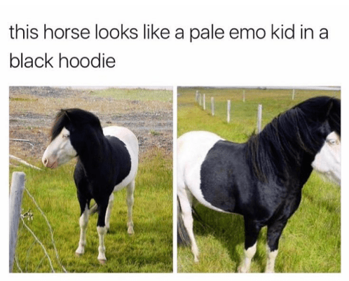 this-horse-looks-like-pale-emo-kid-black-hoodie