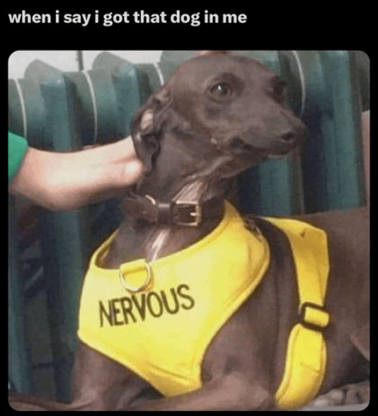 say-got-dog-nervous