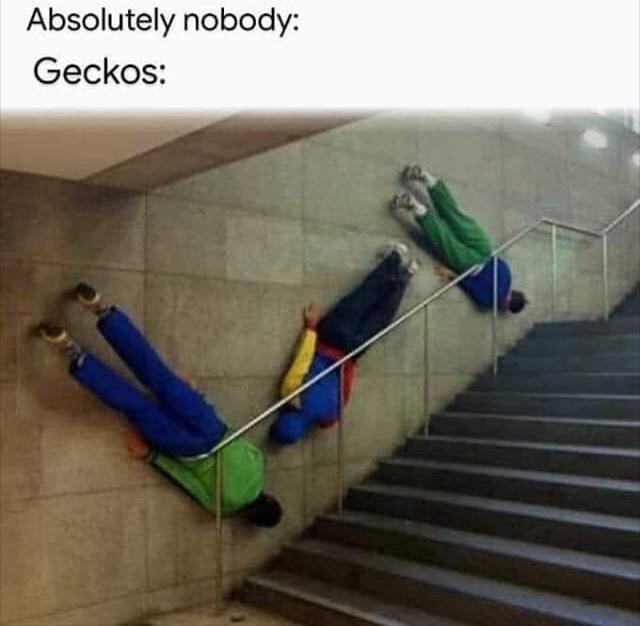 absolutely-nobody-geckos
