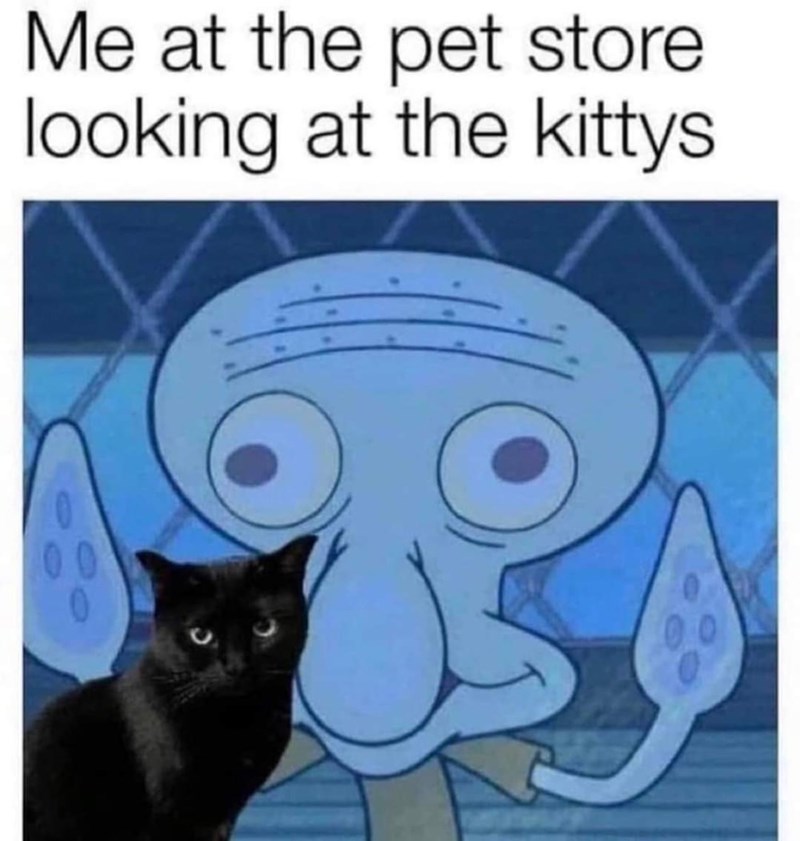 at-pet-store-looking-at-kittys-00