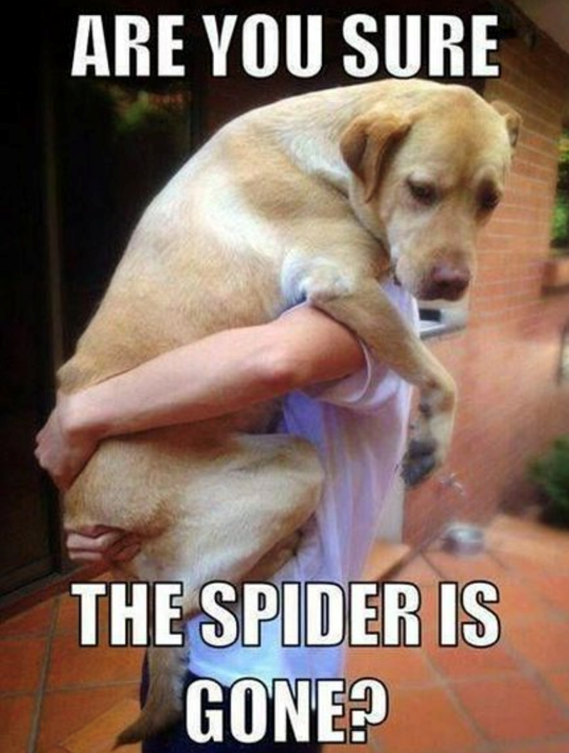 are-sure-spider-is-gone