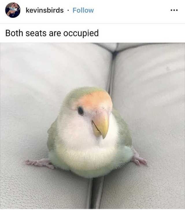 kevinsbirds-follow-both-seats-are-occupied