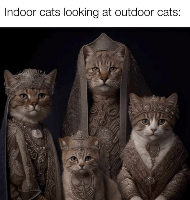 indoor-cats-looking-at-outdoor-cats