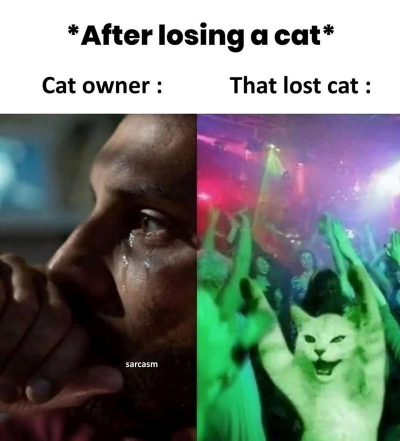 after-losing-cat-cat-owner-sarcasm-lost-cat