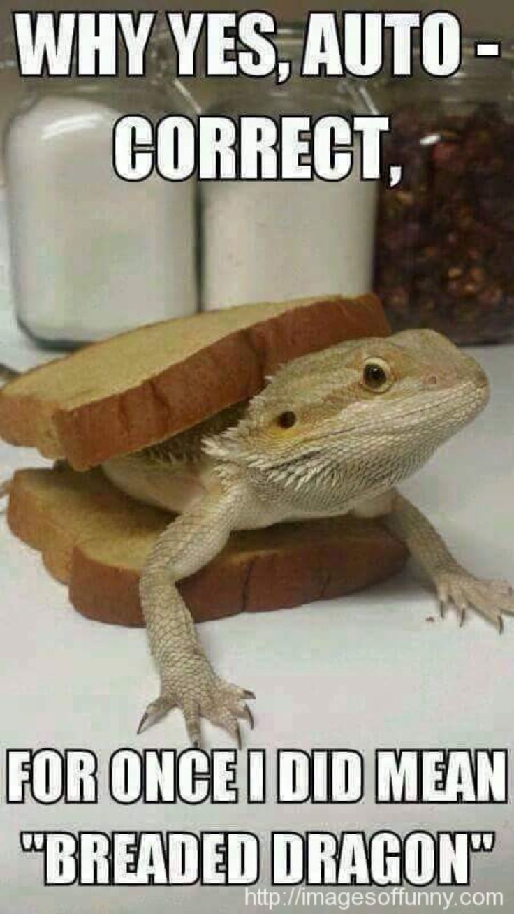 9a87956c7607d0feb5be556074461ea7--funny-pets-correct.jpg