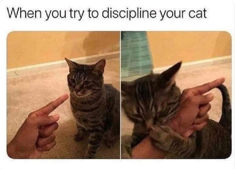 try-discipline-cat