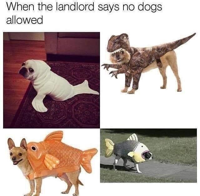 landlord-says-no-dogs-allowed