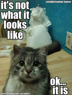 e47c34dd88788b737d808d0943d49e2e--funny-kitties-kitty-cats.jpg